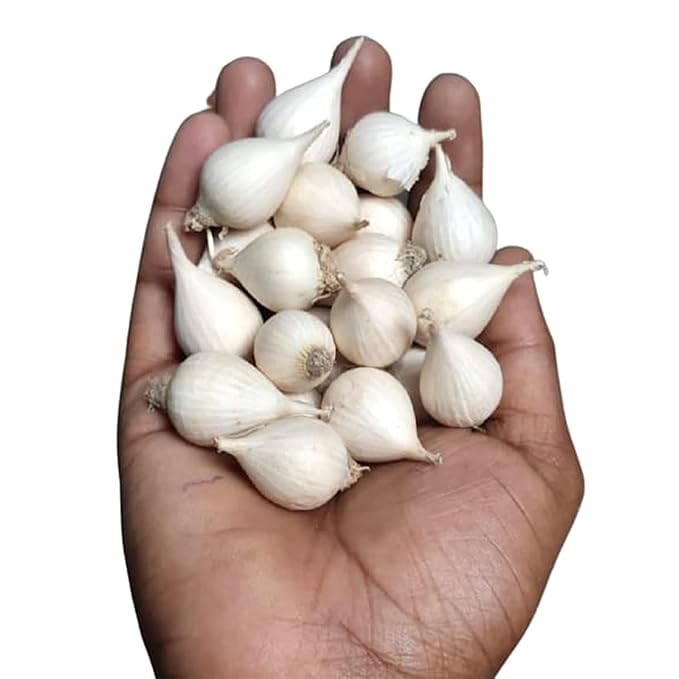 Single Clove Garlic | Ek Khuli Lehsun | Immunity Booster